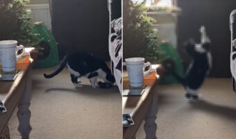 なぜかクリスマスツリーの中から猫のオモチャが出てくる。一体何で?と確認したところ・・、はしゃいでいる猫の姿が撮れました!!