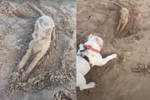 リアルすぎて勘違いした？ビーチにはとっても精巧な猫の砂の像が！！この像を見た犬のリアクションは・・！！【海外・動画】