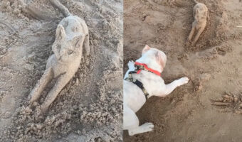 リアルすぎて勘違いした？ビーチにはとっても精巧な猫の砂の像が！！この像を見た犬のリアクションは・・！！【海外・動画】