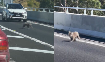 道路の真ん中に姿を現した動物の姿にビックリ！！木の上でのんびりしているイメージの『あの動物』を前に車は止まらざるをえません・・！！