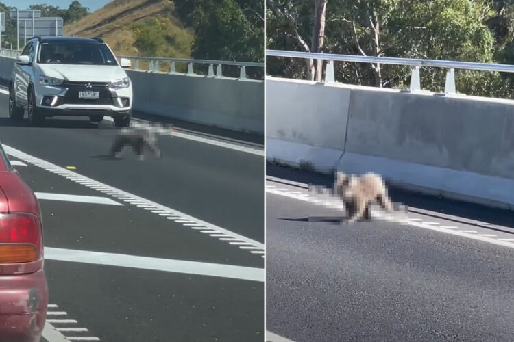 道路の真ん中に姿を現した動物の姿にビックリ！！木の上でのんびりしているイメージの『あの動物』を前に車は止まらざるをえません・・！！