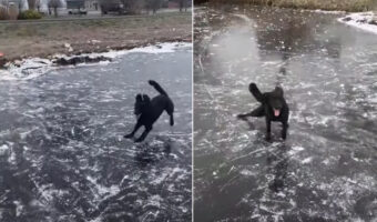 見事な走りっぷり!元気な子犬が氷の上を走る!走る!!滑って進むのではなく元気に駆けています