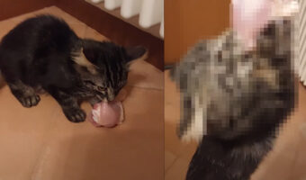 大変!子猫が鶏の生肉をくわえて逃げ出しちゃった!!この子はもうお肉をはなすつもりはないようですよ!!