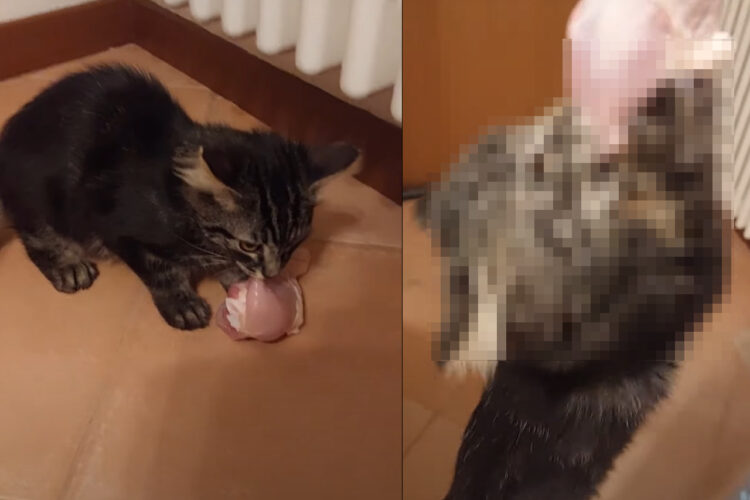 大変！子猫が鶏の生肉をくわえて逃げ出しちゃった！！この子はもうお肉をはなすつもりはないようですよ！！