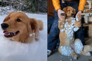 楽しくいっぱい遊んだ証だね！？雪の中元気に走り回ったゴールデンレトリバーの子犬。お家に戻ったこの子の体にはたくさんの雪玉が！！