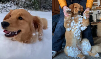 楽しくいっぱい遊んだ証だね！？雪の中元気に走り回ったゴールデンレトリバーの子犬。お家に戻ったこの子の体にはたくさんの雪玉が！！