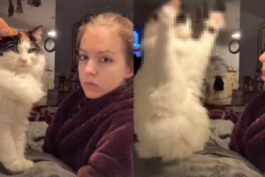 「これが好きなんでしょ？」愛猫はふと飼い主さんが大好きな『ある仕草』を目の前で披露してくれていました！もちろん飼い主さんは大喜び！！