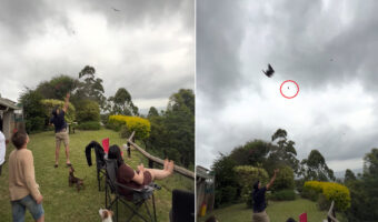 庭のはるか上空を舞うトビたち。一羽に向かって食事を放ったのですが・・、取り損ねた！？しかしその直後、まさかの展開に！！