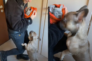 飼い主さんたちを大喜びでお迎えするブルドッグ。ところが、飼い主さんが抱いている初めて会う子犬に気が付くと・・！！