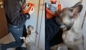 飼い主さんたちを大喜びでお迎えするブルドッグ。ところが、飼い主さんが抱いている初めて会う子犬に気が付くと・・!!