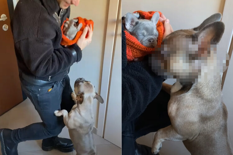 飼い主さんたちを大喜びでお迎えするブルドッグ。ところが、飼い主さんが抱いている初めて会う子犬に気が付くと・・！！