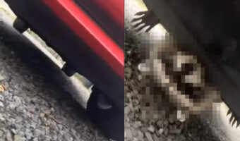 驚かせたくて待機してたの？車の下を覗き込んだら・・『ある動物』が「バアっ！！」とばかりに飛び出てきました！！