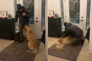 お手伝いしたかったのかな？パパさんを大喜びでお出迎えしたゴールデンレトリバー。パパさんが仕事で履いてたブーツを脱ごうとすると・・