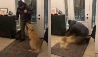 お手伝いしたかったのかな?パパさんを大喜びでお出迎えしたゴールデンレトリバー。パパさんが仕事で履いてたブーツを脱ごうとすると・・