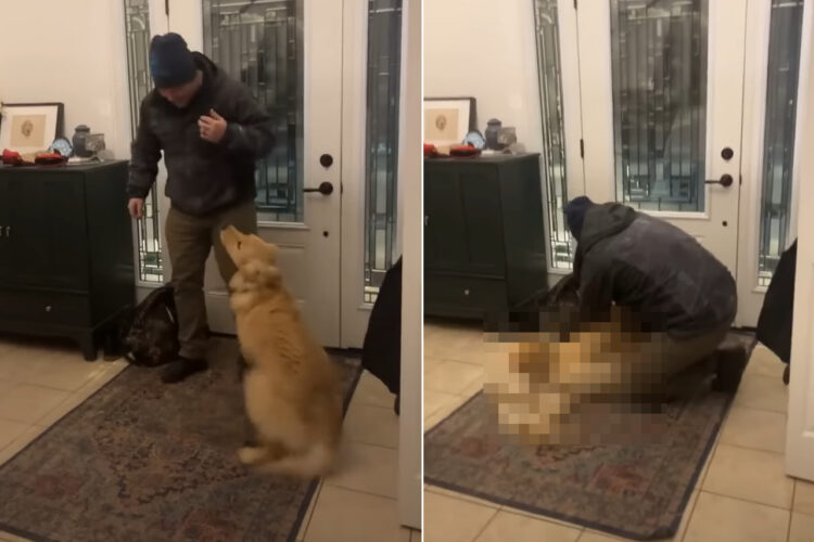 お手伝いしたかったのかな？パパさんを大喜びでお出迎えしたゴールデンレトリバー。パパさんが仕事で履いてたブーツを脱ごうとすると・・