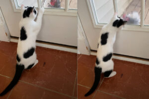 ドア越しに見つめ合う子猫とオンドリ。子猫が顔を寄せたところで見せたオンドリのリアクションとは！？【アメリカ・動画】