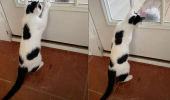 ドア越しに見つめ合う子猫とオンドリ。子猫が顔を寄せたところで見せたオンドリのリアクションとは!?【アメリカ・動画】
