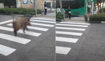 横断歩道を渡る『ある動物』の姿にビックリ！？全力でまっすぐ走るイメージがありましたが・・車に気を付けるようにゆっくり進んでいきます！！