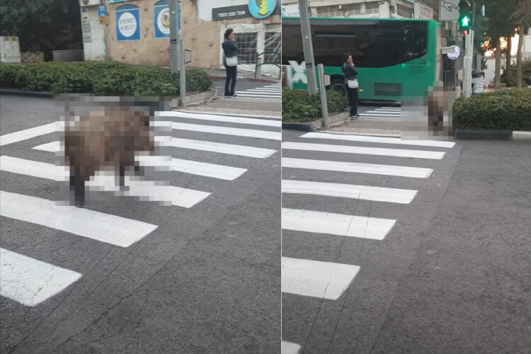 横断歩道を渡る『ある動物』の姿にビックリ！？全力でまっすぐ走るイメージがありましたが・・車に気を付けるようにゆっくり進んでいきます！！