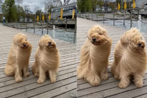 愛犬たちとチューリッヒ湖を訪れたら・・、あまりの強風に愛犬たちの姿がとんでもないことが！！