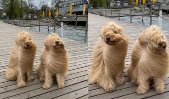 愛犬たちとチューリッヒ湖を訪れたら・・、あまりの強風に愛犬たちの姿がとんでもないことが！！