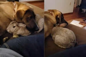 子犬がウサギのことを枕にしていてあら大変！と思ったら・・、どうもウサギが枕になりに行っているようなのです【アメリカ・動画】