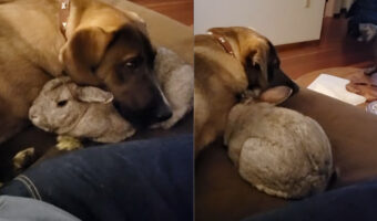 子犬がウサギのことを枕にしていてあら大変！と思ったら・・、どうもウサギが枕になりに行っているようなのです【アメリカ・動画】