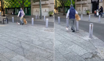 街中のお散歩だってアスレチック気分!?偶然目撃したお散歩中の犬。楽しんでるみたいだけど、運動量は隣の子の2倍ありそう!!