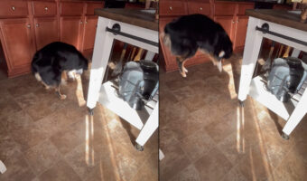 キッチンの床に向かって跳ねたり飛びかかったりするオーストラリアンシェパード。もしかしてなにか出た！？と思いきや、実はそうではないみたい