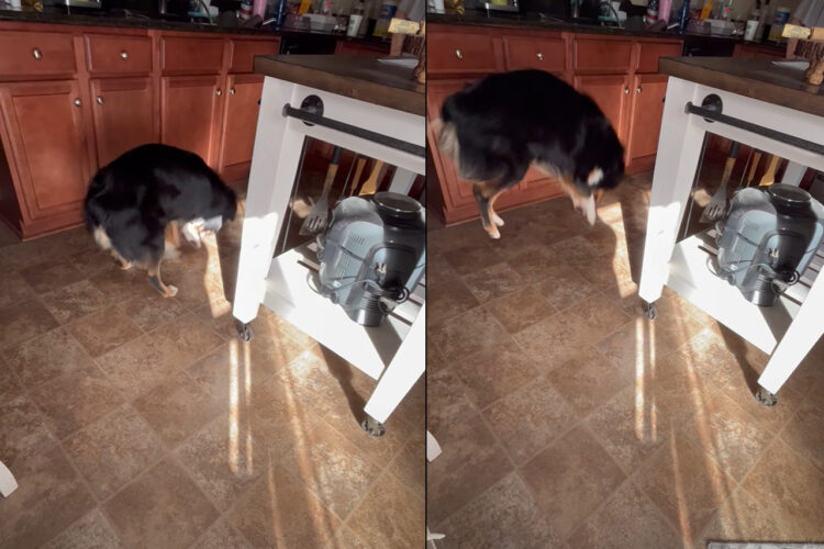 キッチンの床に向かって跳ねたり飛びかかったりするオーストラリアンシェパード。もしかしてなにか出た！？と思いきや、実はそうではないみたい