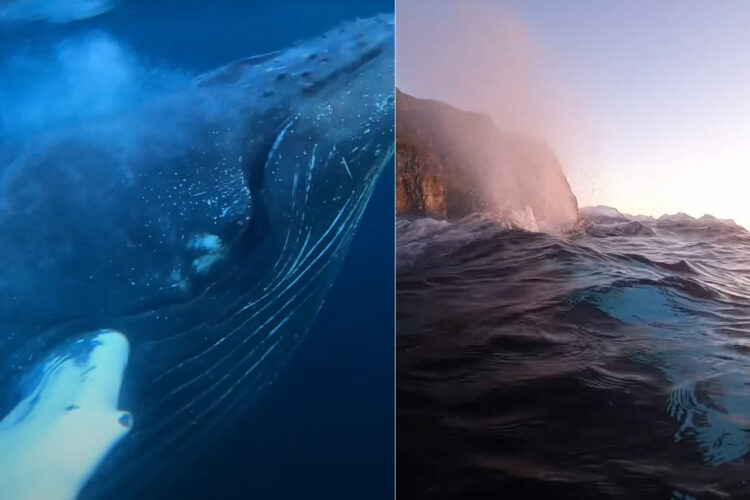 ダイバーさんたちの目の前に現れたザトウクジラ。至近距離で見せてくれた潮吹きに大興奮！！
