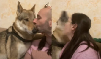 愛犬はパパさんが大好き!パパさんがキスしようとすると大喜びなのに、続けてママさんもキスをしようとしたら・・【海外・動画】