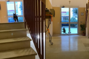 お友達と遊びに行こうとした猫。全力で外に向かってジャンプしようとしたけれど・・そのドア開いてないよ！！【海外・動画】