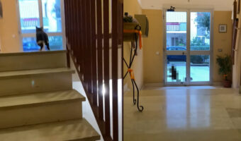 お友達と遊びに行こうとした猫。全力で外に向かってジャンプしようとしたけれど・・そのドア開いてないよ!!【海外・動画】