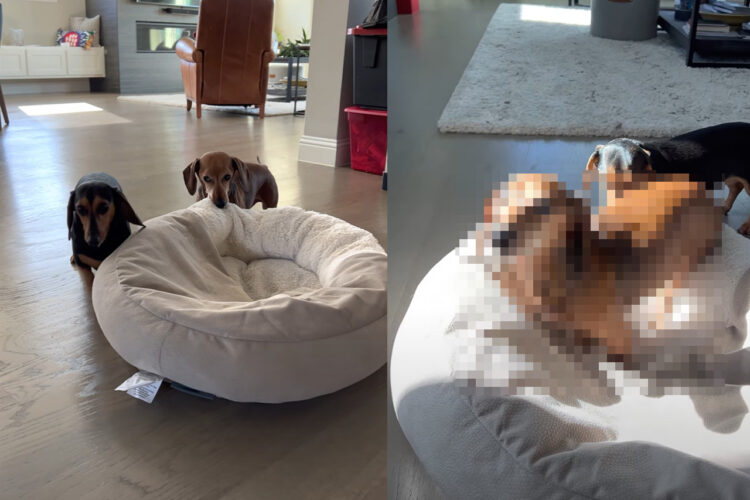 お昼寝がしたいダックスフンド。ところが、ベッドをくわえて移動させています。どうやらこの子には、『ある目的』があるようで・・