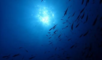 アジがよく釣れる季節とは?アジングベストシーズンを紹介