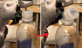 オウムがペットボトルを開けちゃった！？器用に簡単にボトルキャップを外す姿にビックリ！！