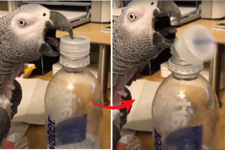 オウムがペットボトルを開けちゃった！？器用に簡単にボトルキャップを外す姿にビックリ！！