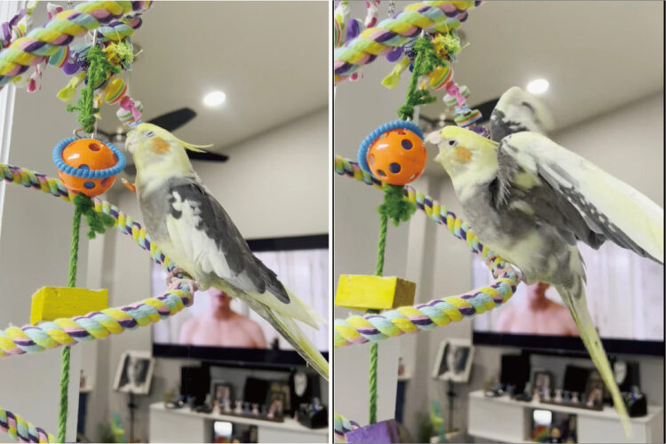 ご機嫌そうに歌っていたオカメインコの様子が豹変！？オレンジのボールを宿敵のように突き始めました！！