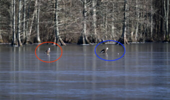 凍った湖の上でボール遊び！？2羽のワシがゴルフボールを転がして追いかける！【アメリカ・動画】