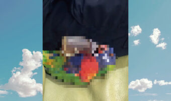 ボトルから水を飲むインコ。だけどその体勢が思っていたのとなんだか違う・・