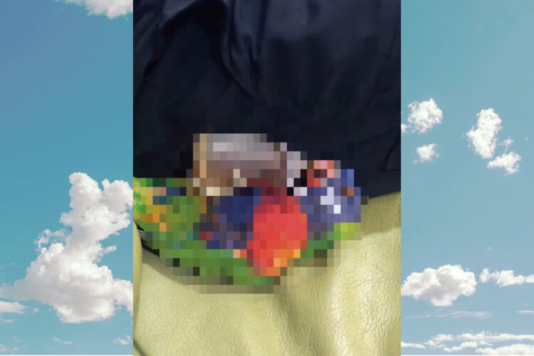 ボトルから水を飲むインコ。だけどその体勢が思っていたのとなんだか違う・・