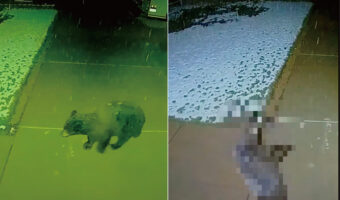 雪を見るのは初めてだったのかな?家の前を通りがかった子グマが偶然見せたリアクションがかわいすぎる!!