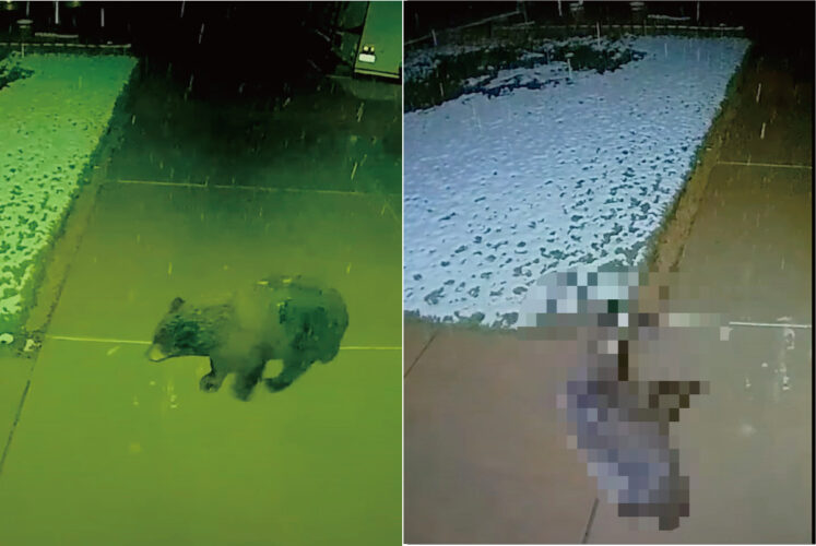 雪を見るのは初めてだったのかな？家の前を通りがかった子グマが偶然見せたリアクションがかわいすぎる！！