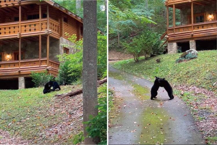 仲良くレスリングをして遊ぶ子グマたち。ワチャワチャとしていたら、いつの間にか道の真ん中まで出てきてしまっていましたよ！