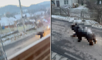 住宅街をサイレンを鳴らし走るパトカー。その前を行く巨体過ぎる『ある動物』がそこにはありました！！【海外・動画】