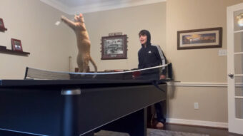 変則ゲーム開始！卓球で遊んでいたところ、猫も参戦してきました！！【アメリカ・動画】