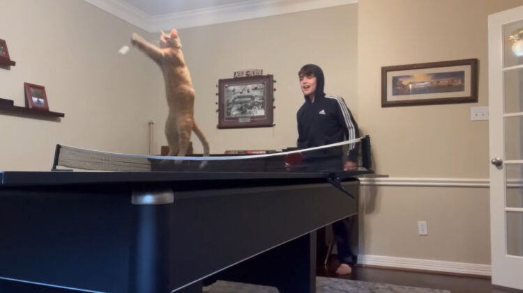 変則ゲーム開始！卓球で遊んでいたところ、猫も参戦してきました！！【アメリカ・動画】