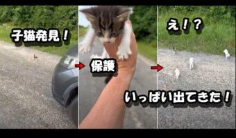 1匹の子猫を発見し保護しようとしたところ、次から次に子猫たちが「僕も連れてってー」と草むらから飛び出してきた!【アメリカ・動画】
