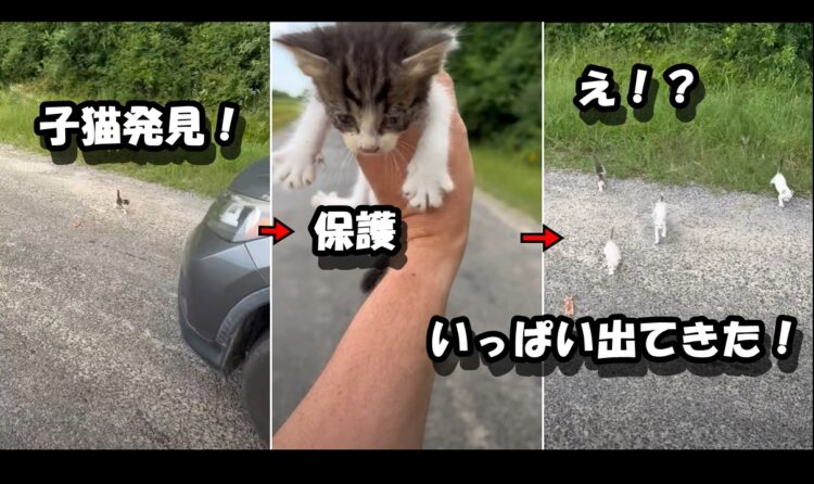 １匹の子猫を発見し保護しようとしたところ、次から次に子猫たちが「僕も連れてってー」と草むらから飛び出してきた！【アメリカ・動画】